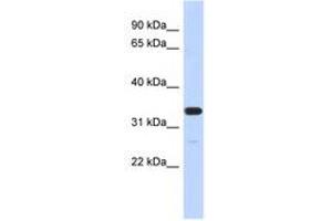 Image no. 1 for anti-Family with Sequence Similarity 76, Member A (FAM76A) (N-Term) antibody (ABIN6741222) (FAM76A anticorps  (N-Term))