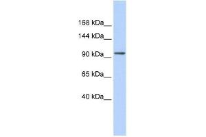 ZNF560 antibody used at 0. (ZNF560 anticorps  (Middle Region))