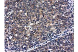 Immunohistochemistry (IHC) image for anti-COBW Domain Containing 1 (CBWD1) antibody (ABIN1497117) (CBWD1 anticorps)