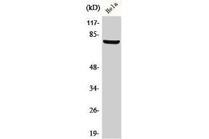 Western Blot analysis of HeLa cells using BARD1 Polyclonal Antibody (BARD1 anticorps  (N-Term))