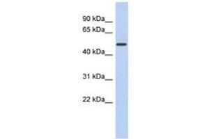 Image no. 1 for anti-Family with Sequence Similarity 71, Member D (FAM71D) (AA 287-336) antibody (ABIN6743048) (FAM71D anticorps  (AA 287-336))