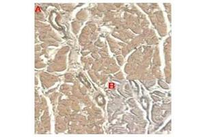 Immunohistochemical staining of human tissue using anti-IL-33 (human), mAb (IL33305B)  at 1:100 dilution. (IL-33 anticorps)