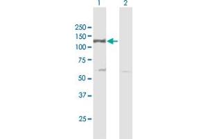 Western Blot analysis of DDB1 expression in transfected 293T cell line by DDB1 MaxPab polyclonal antibody. (DDB1 anticorps  (AA 1-1140))