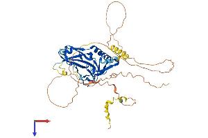 AlphaFold protein structure predicition of Mouse Recombinant Tbx20 Protein, UniprotID Q9ES03