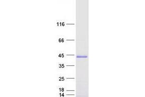 Validation with Western Blot