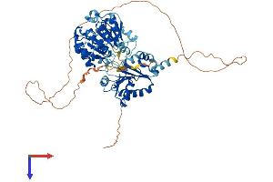 AlphaFold protein structure predicition of Mouse Recombinant Ddx5 Protein, UniprotID Q61656