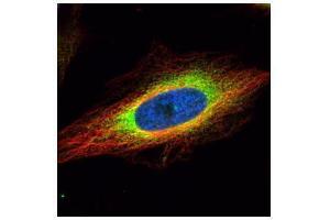 ICC/IF Image Confocal immunofluorescence analysis (Olympus FV10i) of paraformaldehyde-fixed HeLa, using GRP94, antibody (green) at 1:500 dilution. (GRP94 anticorps  (C-Term))