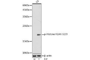 Western blot analysis of extracts of C6 cells, using Phospho-Histone H2AX-S139 antibody (ABIN3023621, ABIN3023622, ABIN3023623, ABIN1513352 and ABIN6225475) at 1:500 dilution. (Histone H2A anticorps  (pSer139))