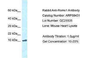 Western Blotting (WB) image for anti-Reactive Oxygen Species Modulator 1 (ROMO1) (N-Term) antibody (ABIN2787675) (ROMO1 anticorps  (N-Term))