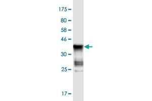 Western Blot detection against Immunogen (37. (ASB5 anticorps  (AA 220-328))