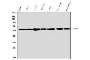 Western blot analysis of nmt55/p54nrb using anti-nmt55/p54nrb antibody (ABIN3044530).