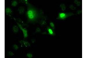 Immunofluorescence (IF) image for anti-Uridine-Cytidine Kinase 1 (UCK1) antibody (ABIN1501665)