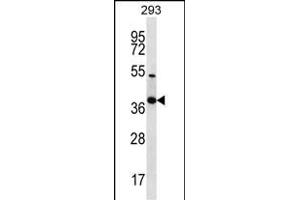 NKX2-2 Antibody (Center) (ABIN656658 and ABIN2845899) western blot analysis in 293 cell line lysates (35 μg/lane). (Nkx2-2 anticorps  (AA 91-120))