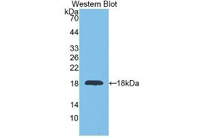 Western Blotting (WB) image for anti-Glyceraldehyde-3-Phosphate Dehydrogenase (GAPDH) (AA 2-148) antibody (ABIN1078089) (GAPDH anticorps  (AA 2-148))