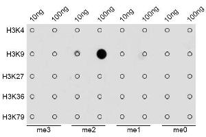 Dot-blot analysis of all sorts of methylation peptides using DiMethyl-Histone H3-K9 antibody.