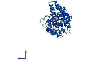 AlphaFold protein structure predicition of Mouse Recombinant Npl Protein, UniprotID Q9DCJ9