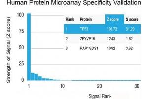 Protein array validation of the recombinant p53 antibody: Analysis of HuProt(TM) microarray containing more than 19,000 full-length human proteins using recombinant p53 antibody (clone TP53/2092R). (p53 anticorps)