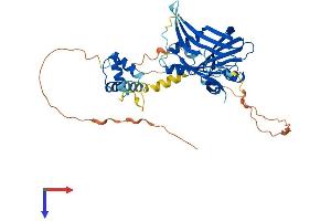 AlphaFold protein structure predicition of Human Recombinant TEAD4 Protein, UniprotID Q15561