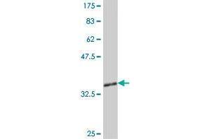 Western Blot detection against Immunogen (37 KDa) .