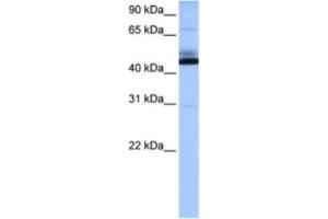 Western Blotting (WB) image for anti-Chromosome 15 Open Reading Frame 27 (C15orf27) antibody (ABIN2463540) (C15orf27 anticorps)