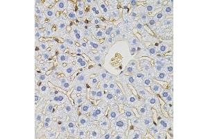 Immunohistochemistry of paraffin-embedded mouse liver using SLC6A1 antibody. (SLC6A1 anticorps)