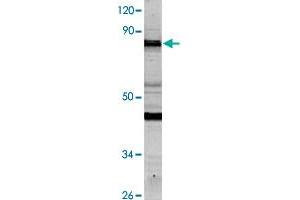 Western blot analysis of HeLa cell lysate with NCAPH polyclonal antibody  at 1:500 dilution. (NCAPH anticorps)