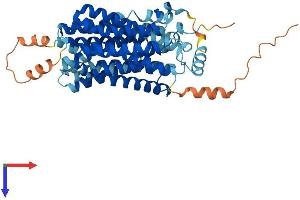 AlphaFold protein structure predicition of Mouse Recombinant Slc17a4 Protein, UniprotID Q5NCM1