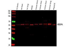 Western blot analysis of RbAp48 using anti-RbAp48 antibody (ABIN3043920). (Retinoblastoma Binding Protein 4 anticorps  (C-Term))