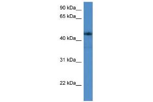 WB Suggested Anti-ADORA2A Antibody Titration: 0.