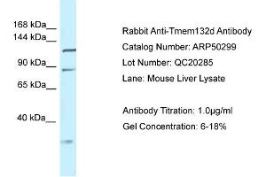 WB Suggested Anti-Tmem132d Antibody   Titration: 1. (TMEM132D anticorps  (Middle Region))
