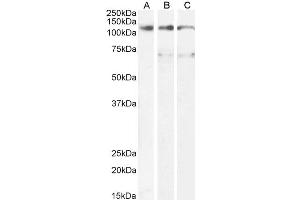 ABIN5539567 (1µg/ml) staining of U937 (A) and (0. (Oncostatin M Receptor anticorps  (Internal Region))