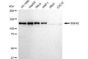 Western blotting analysis using RNF40 antibody (ABIN7800634). (Recombinant TRIM40 anticorps)