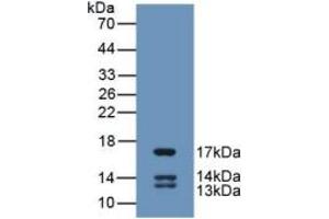 WB of Protein Standard: different control antibodies against Highly purified E.