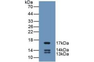 WB of Protein Standard: different control antibodies against Highly purified E. (Urocortin 2 Kit ELISA)