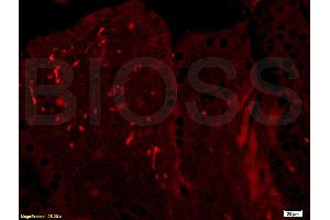 Immunofluorescence (IF) image for anti-BTG Family, Member 2 (BTG2) (AA 31-110) antibody (ABIN723905)