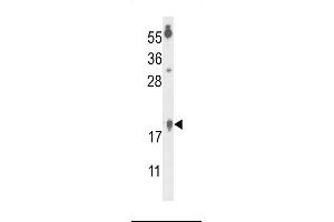 Western blot analysis of FA96B Antibody (N-term) (ABIN653317 and ABIN2842809) in  cell line lysates (35 μg/lane). (FAM96B anticorps  (N-Term))