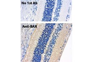 Immunohistochemistry (IHC) image for anti-BCL2-Associated X Protein (BAX) (N-Term) antibody (ABIN6254209) (BAX anticorps  (N-Term))