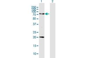 Western Blot analysis of FERMT1 expression in transfected 293T cell line by FERMT1 MaxPab polyclonal antibody.