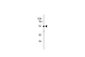 CYP26C1 Antibody (C-term) (ABIN392377 and ABIN2842010) western blot analysis in K562 cell line lysates (35 μg/lane).