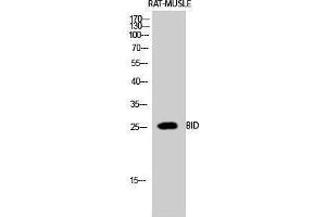 Western Blotting (WB) image for anti-BH3 Interacting Domain Death Agonist (BID) (Internal Region) antibody (ABIN3172738) (BID anticorps  (Internal Region))