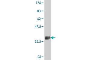 Western Blot detection against Immunogen (37 KDa) .