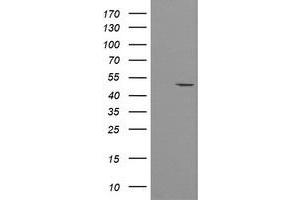 Image no. 1 for anti-Protein O-Fucosyltransferase 2 (POFUT2) antibody (ABIN1500327)