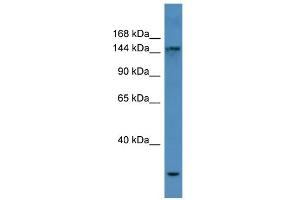 WB Suggested Anti-COL4A3 Antibody Titration: 0. (COL4a3 anticorps  (N-Term))