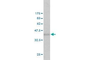 Western Blot detection against Immunogen (36.