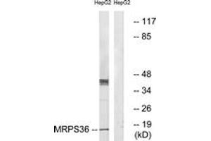 Western blot analysis of extracts from HepG2 cells, using MRPS36 Antibody.