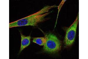 Immunofluorescence analysis of NIH/3T3 cells using PHB mouse mAb (green).