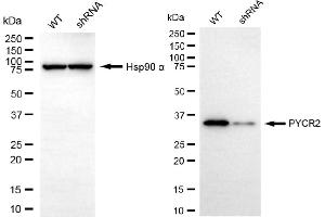 Western blotting analysis using PYCR2 antibody (ABIN7800079).