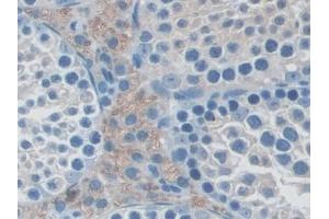 Detection of NXN in Mouse Testis Tissue using Polyclonal Antibody to Nucleoredoxin (NXN)