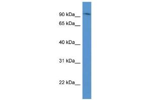 WB Suggested Anti-ADAM8 Antibody Titration: 0. (ADAM8 anticorps  (N-Term))