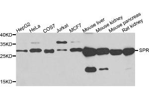 Western blot analysis of extracts of various cells, using SPR antibody. (SPR anticorps)